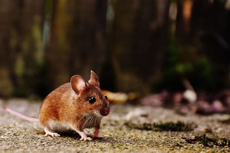 6 Rodents in North Carolina: A Reliable Guide to NC Rodents