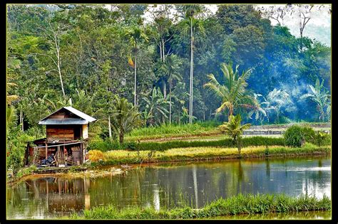 Konsep 39 Gambarsawah Foto Pemandangan - Riset