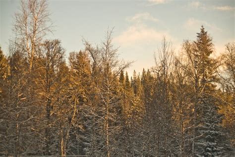 Premium Photo | Snow norway forest cold winter