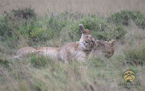 Lions in Masai Mara National Reserve - Masai Mara Holidays