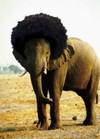 Funny Afro Pictures » Elephant Funny Hair