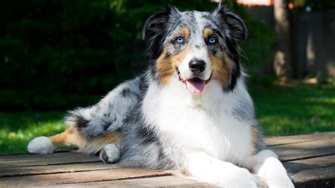 10 merle dog breeds with dappled coats | PetsRadar