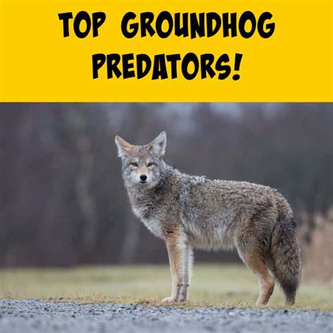 An Overview of Groundhog Predators - Squirrels at the Feeder