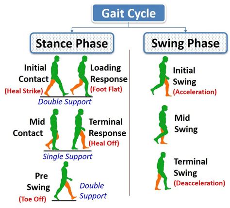 An illustration of a gait cycle | Download Scientific Diagram