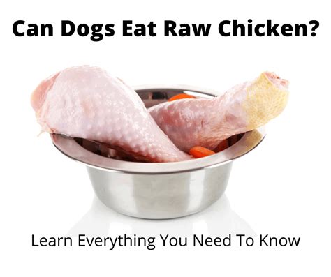 Can Dogs Eat Raw Chicken? Fact Checked by our Vet - gentledogtrainers.com.au