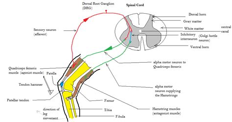 Stretch reflex - Wikipedia