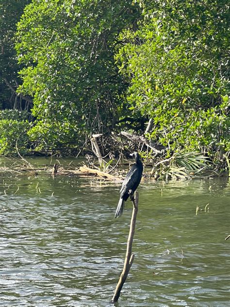 Bentota River Safari - No. 01 Boat Safari in Bentota