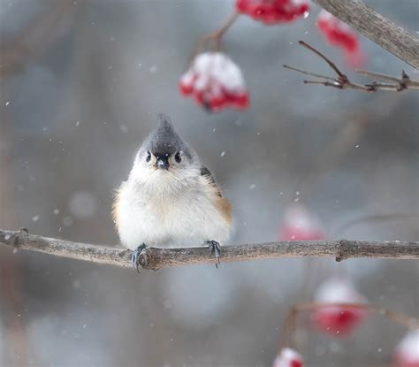 Winter Birds in Vermont - Vermont Land Trust