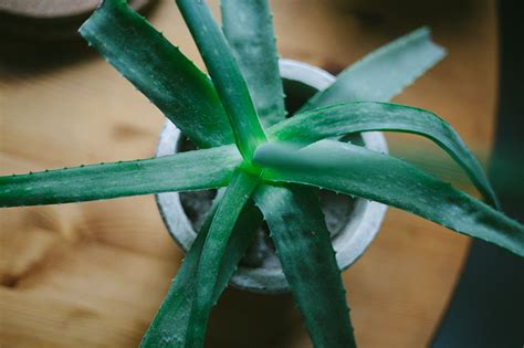 "Is Aloe Vera a Cactus?" No, but Here's Why You May Have Thought So