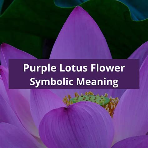 Green Lotus Flower Symbolic Meaning and Symbolism - Symbolic Meaning Of A Flower