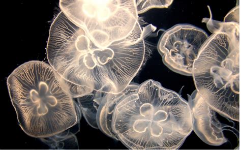 Are moon jellies eating up all the zooplankton? – Washington Sea Grant