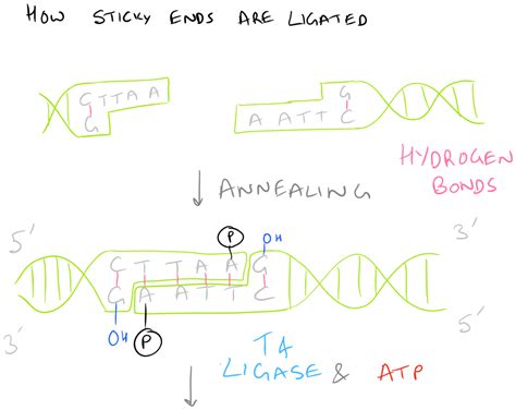 Ligate Sticky Ends via DNA Ligation - SciGine