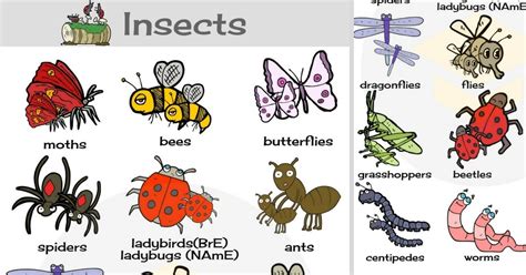 Insects For Kids | Kids Matttroy