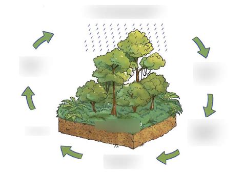 (Geography) Rainforest Ecosystem Cycle (Diagram) Diagram | Quizlet