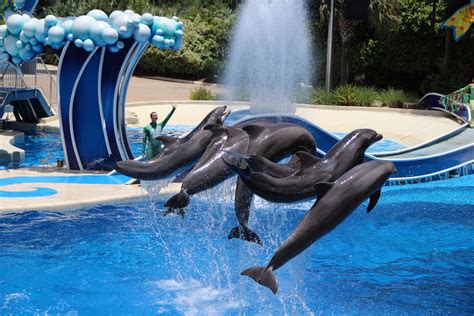 The Best Can You Swim With The Dolphins At Seaworld Orlando References