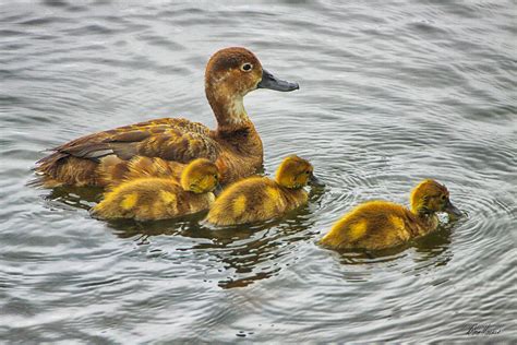 Mom and Baby Ducks Photograph by Diana Haronis - Pixels