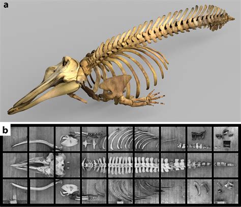 Sperm Whale Skeleton Diagram