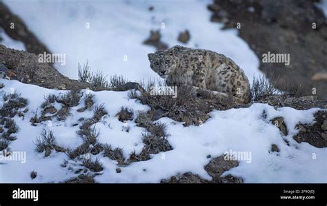 Wild Snow Leopard in Himalayas Stock Photo - Alamy