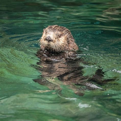 Premium Photo | Sea otter swimming