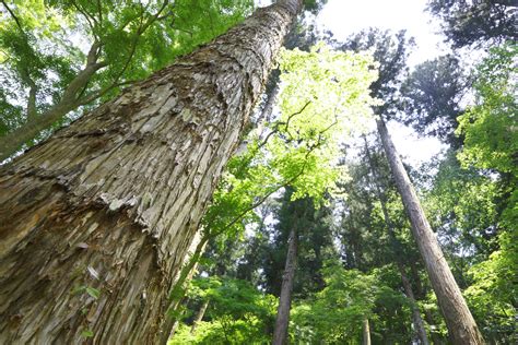 Cedar Tree Identification | Sciencing