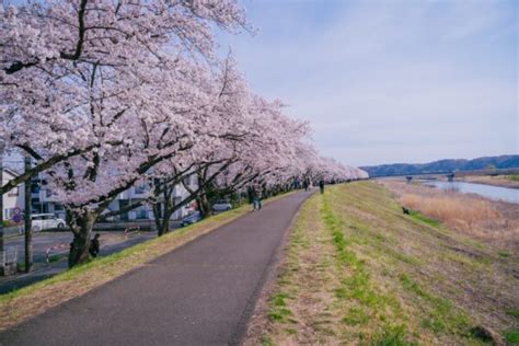 12 Hidden Less Crowded Cherry Blossom Spots in Tokyo 2024 | Japan Wonder Travel Blog