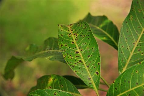 Plant Disease, Mango Leaves Disease Stock Image - Image of leaves, brown: 101395129