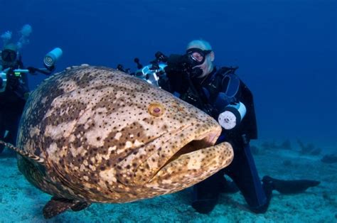 Is The Atlantic Goliath Grouper Endangered?