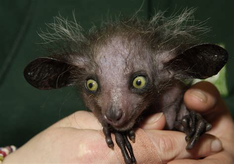 Ugliest Baby Animals In The World