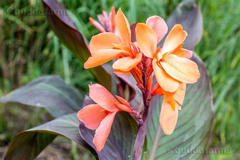 Canna Lily Bulbs Orange/Bronze Large tropical plant aka | Etsy