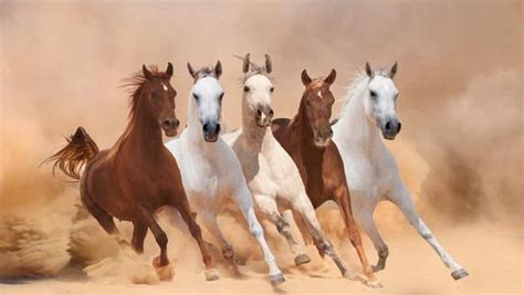 Arabian Horse History