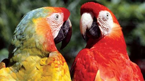 macaw | Diet, Habitat, & Facts | Britannica