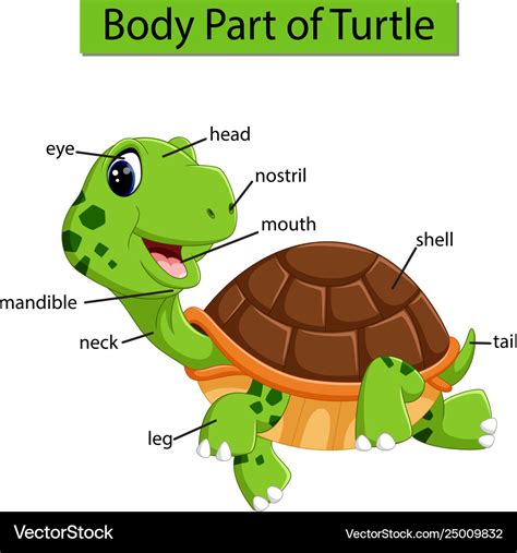 Turtle Labelled Diagram