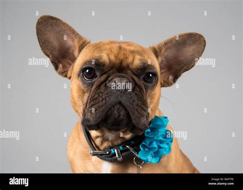 Portrait of a French Bulldog in the UK Stock Photo - Alamy