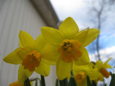 The first daffodil of Spring? Already? ‹ Scott Edelman