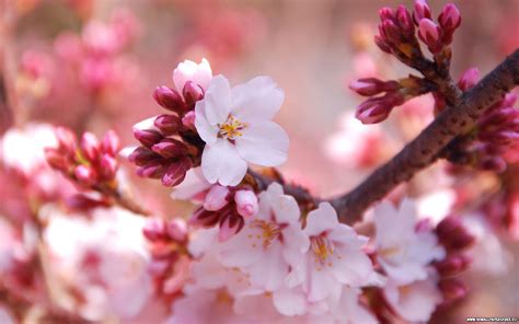 🔥 [68+] Cherry Blossom Wallpapers | WallpaperSafari