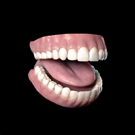 realistic human teeth 3d model