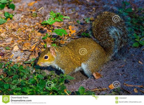 Sandy Squirrel stock image. Image of animal, fall, macro - 125049597