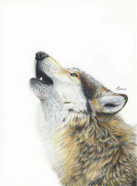 Gray Wolf Howling Drawing