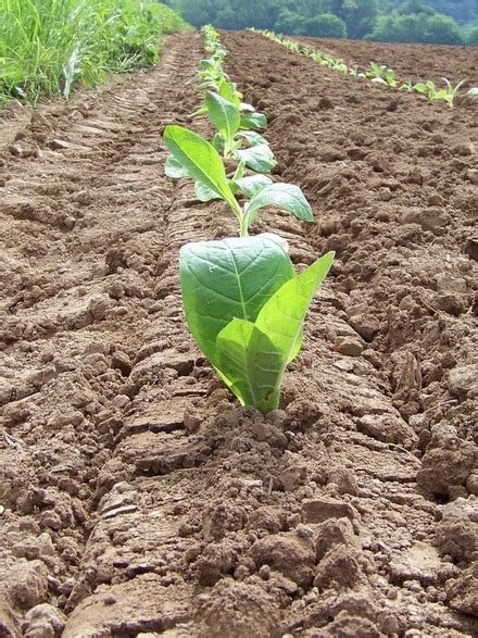 Tobacco Farming Pictures