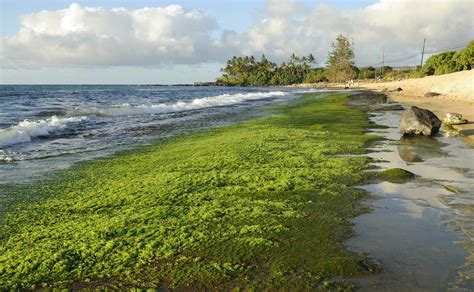 Green Algae on Beach | The algae is pretty but quite slipper… | Daniel ...