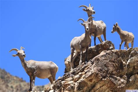 Desert Bighorn Sheep Facts