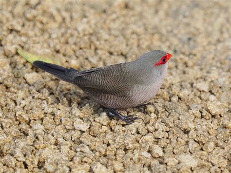 Details : Common Waxbill - BirdGuides