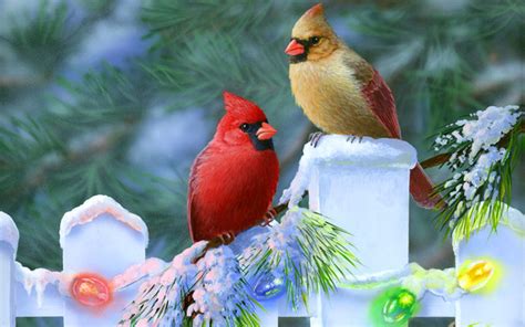 🔥 [50+] Widescreen Winter Bird Wallpapers | WallpaperSafari