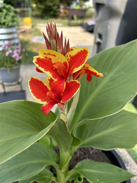 How to Identify and Treat Common Canna Lily Diseases