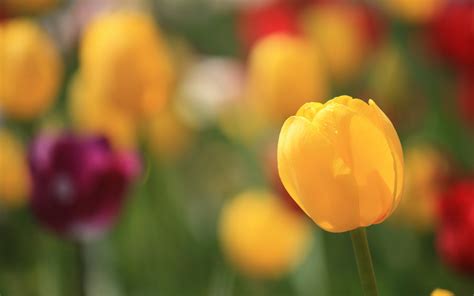 Tulip bud yellow wallpaper | 2880x1800 | #32312