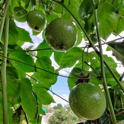 Yellow Passion Fruit Seeds - Mountain Top Seed Bank