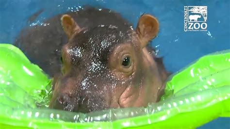 Adorable baby hippo splashes around in pool at Cincinnati Zoo - ABC7 ...