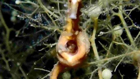 Incredible video captures male seahorse giving birth