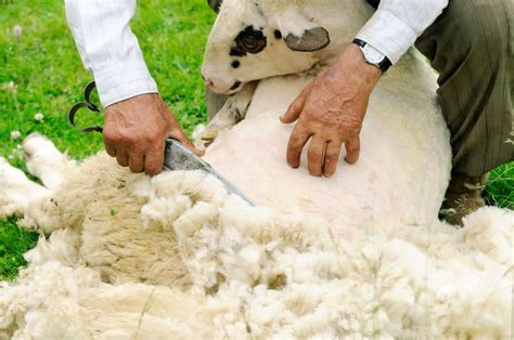 Sheep Wool Clothing