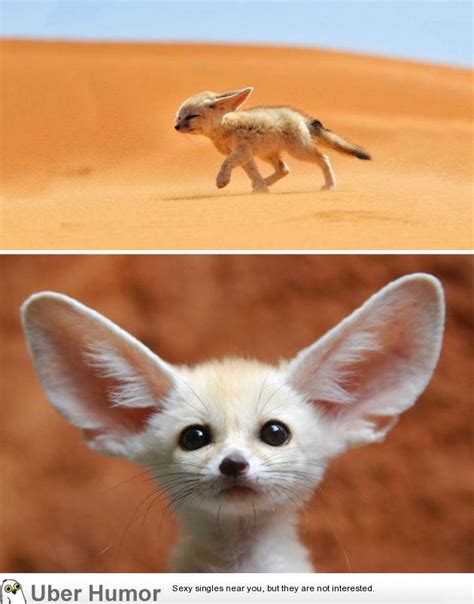 Baby Fennec fox with ears larger than life | Funny Pictures, Quotes, Pics, Photos, Images ...